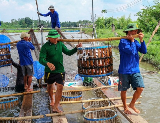 Chi hàng trăm tỷ đồng bù lỗ chênh lệch giá cá cho người nuôi ở ĐBSCL ảnh 1