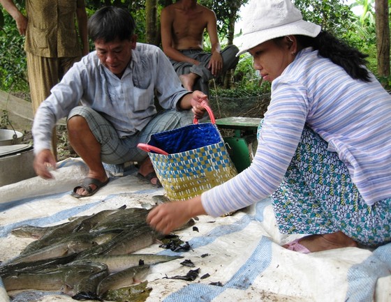 Cá lóc nuôi ở Trà Vinh bị thiệt hại tràn lan do nước mặn tấn công ảnh 2