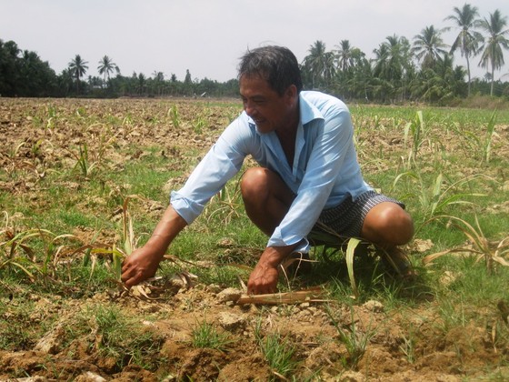Nông dân ĐBSCL phá bỏ hàng ngàn héc-ta ruộng mía ảnh 2