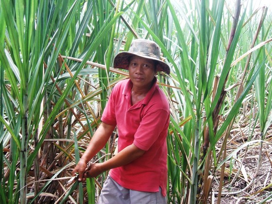 Nông dân ĐBSCL phá bỏ hàng ngàn héc-ta ruộng mía ảnh 1