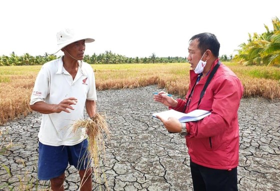 Hơn 58.000ha lúa ở ĐBSCL bị thiệt hại do hạn mặn ảnh 6