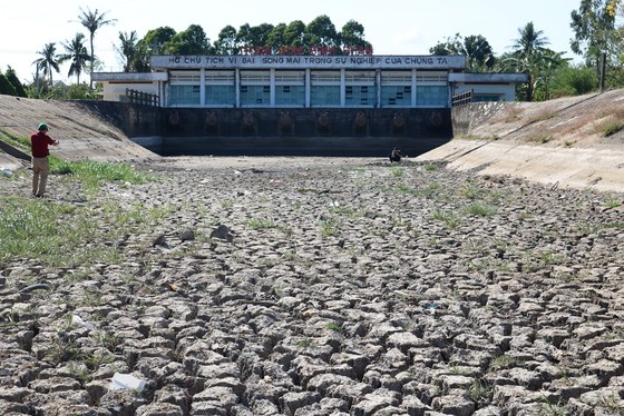 Hơn 58.000ha lúa ở ĐBSCL bị thiệt hại do hạn mặn ảnh 2