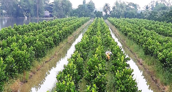 Phát triển thêm 450.000ha trái cây và thủy sản ở ĐBSCL đến năm 2030 ảnh 1