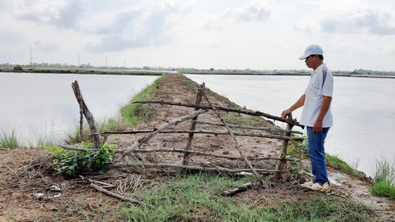 Nuôi tôm tự phát gây thiệt hại đất lúa ở Kiên Giang ảnh 2