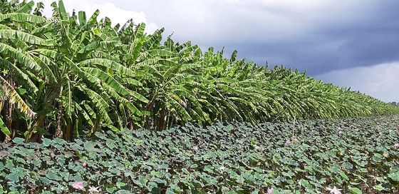 ĐBSCL: Giá chuối tăng ảnh 2