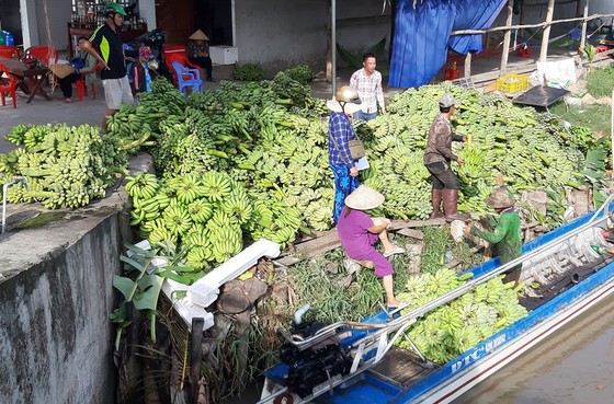 ĐBSCL: Giá chuối tăng ảnh 1