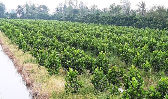 Mít Thái ở ĐBSCL tăng lên 50.000 - 60.000 đồng/kg ảnh 2