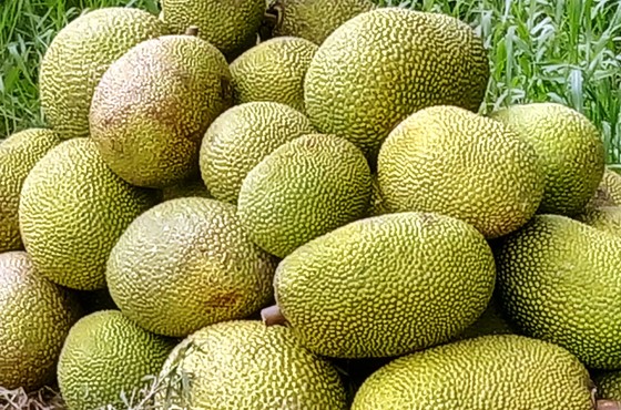 Mít Thái ở ĐBSCL tăng lên 50.000 - 60.000 đồng/kg ảnh 1