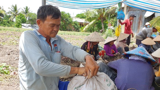  ĐBSCL: Khoai lang xuất khẩu vừa tăng đã rớt giá trở lại  ảnh 2