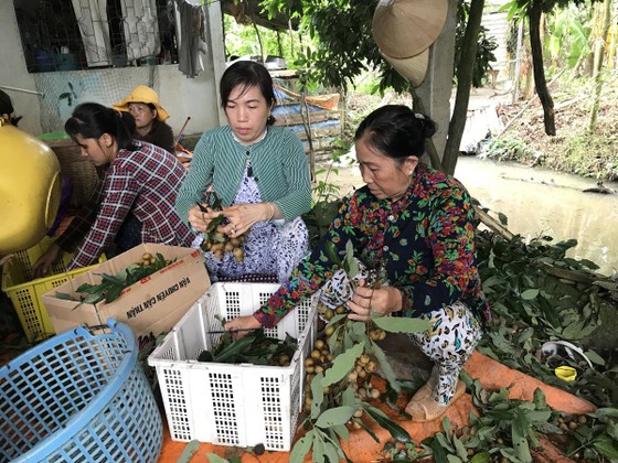 Xúc tiến trái cây vùng miền ảnh 1