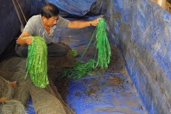 Nuôi lươn mang lại giá trị cao ảnh 1