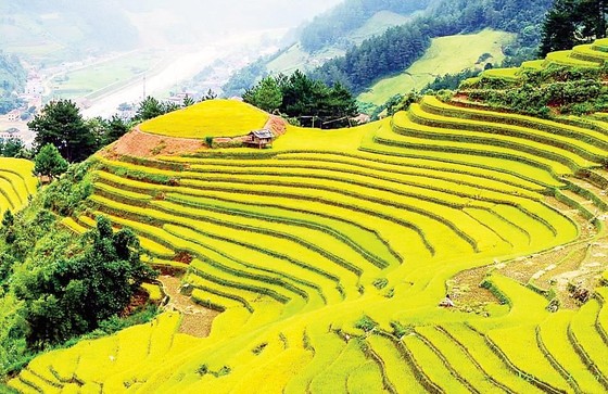 Du lịch Đông Tây Bắc, săn mùa vàng lúa chín ảnh 1