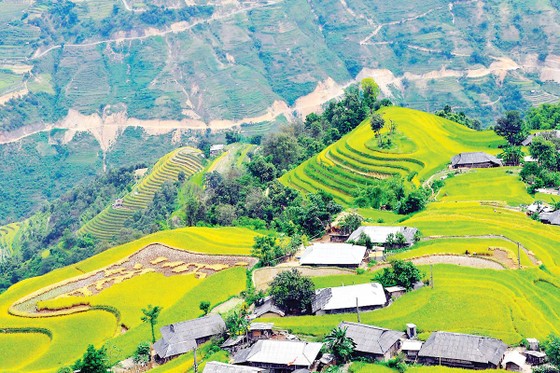 Thưởng ngoạn miền thượng du mùa lúa chín ảnh 2