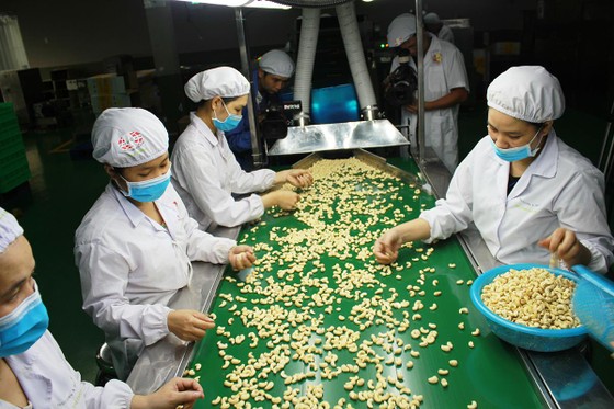 Ngành điều và “chiếc van” điều tiết ảnh 1