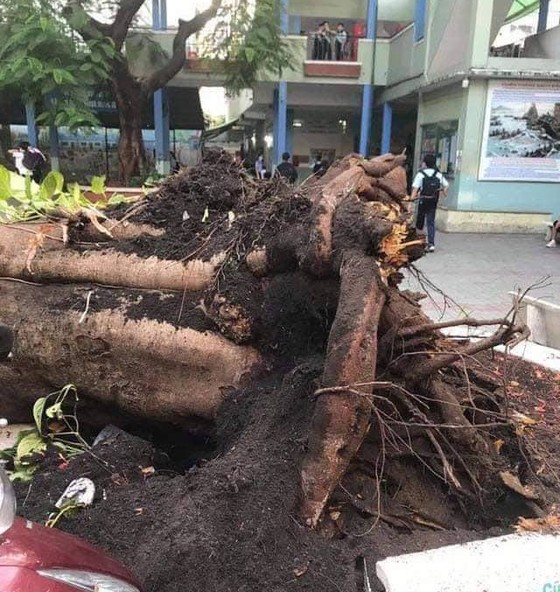 Cây phượng trong sân trường bật gốc, 13 học sinh nhập viện, 1 học sinh đã tử vong ảnh 1