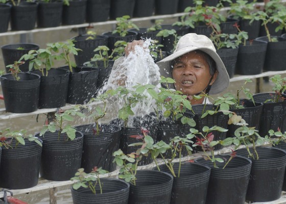 Để làng hoa Sa Đéc khoe sắc 4 mùa ảnh 7