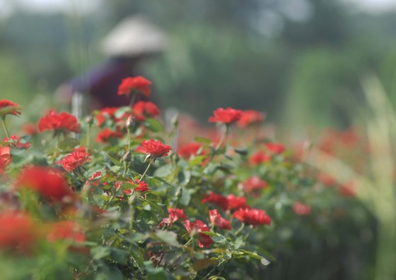 Để làng hoa Sa Đéc khoe sắc 4 mùa ảnh 10