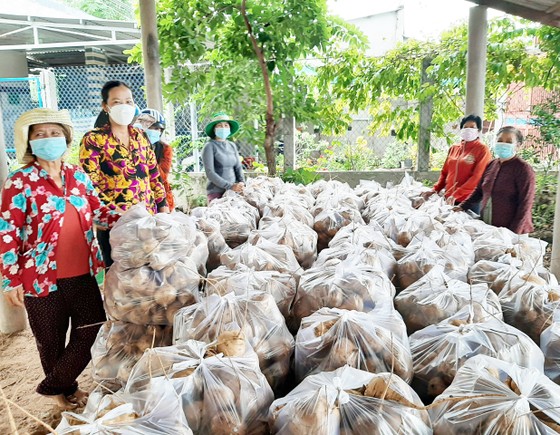 Bến Tre hỗ trợ tiêu thụ khoảng 200 tấn củ sắn cho bà con Thạnh Phú ảnh 1