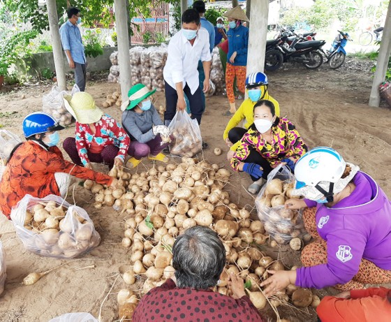 Bến Tre hỗ trợ tiêu thụ khoảng 200 tấn củ sắn cho bà con Thạnh Phú ảnh 2
