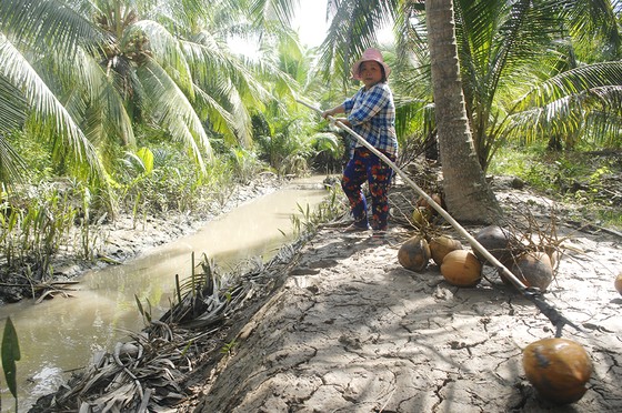 ĐBSCL: Giá dừa khô tăng cao ảnh 1