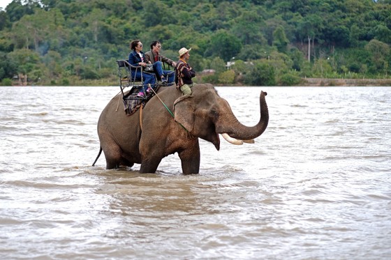 Đắk Lắk sẽ không còn cảnh voi phải chở khách du lịch đi tham quan hồ Lak. Ảnh: MINH HOÀNG