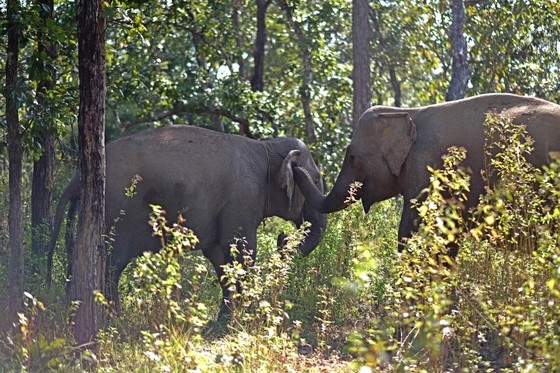 Đắk Lắk đi đầu trong mô hình du lịch thân thiện góp phần bảo tồn voi ảnh 2