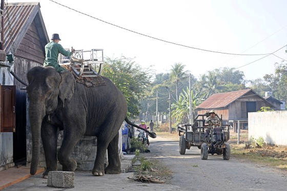 Đắk Lắk đi đầu trong mô hình du lịch thân thiện góp phần bảo tồn voi ảnh 3