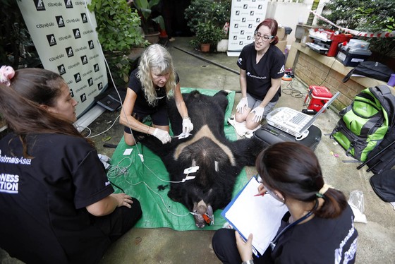 Tổ chức Động vật châu Á cứu hộ 7 cá thể gấu ngựa từ một gia đình ở Hà Nội ảnh 1