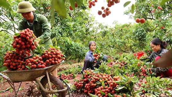 Vải thiều - hình mẫu tiêu thụ nông sản mùa dịch? ảnh 1