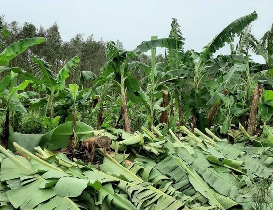 Trên 1.470 ha chuối vùng U Minh Hạ (Cà Mau) và U Minh Thượng (Kiên Giang) bị thiệt hại do ảnh hưởng bão số 2 ảnh 1
