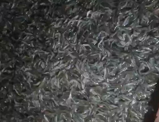  Cà Mau: Điều tra ao tôm công nghiệp nghi bị đầu độc ảnh 1