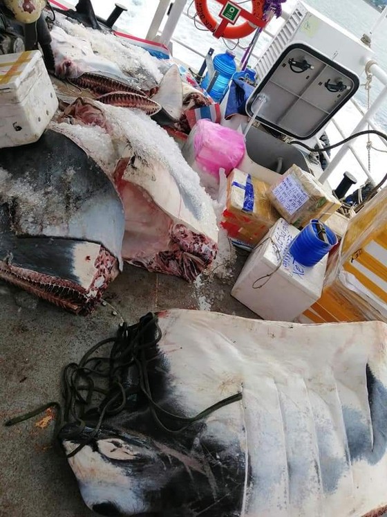 Ngư dân Lý Sơn bắt được cá đuối "khủng" nặng 600kg ảnh 1