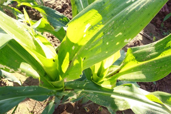 'Kẻ hủy diệt' sâu keo mùa thu gây hại cây bắp ở Quảng Ngãi ảnh 2