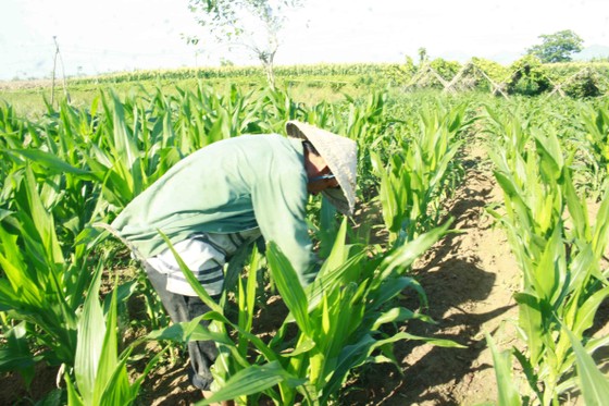 'Kẻ hủy diệt' sâu keo mùa thu gây hại cây bắp ở Quảng Ngãi ảnh 4