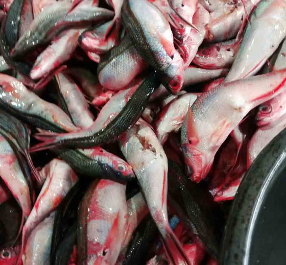 Quảng Ngãi: Làng làm chả cá đỏ củ từ Hoàng Sa  ảnh 1
