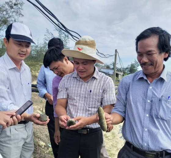 Quảng Ngãi: Đề xuất 1,9 tỷ tiếp tục nhân rộng mô hình nuôi thử nghiệm hải sâm ghép ốc hương ảnh 2