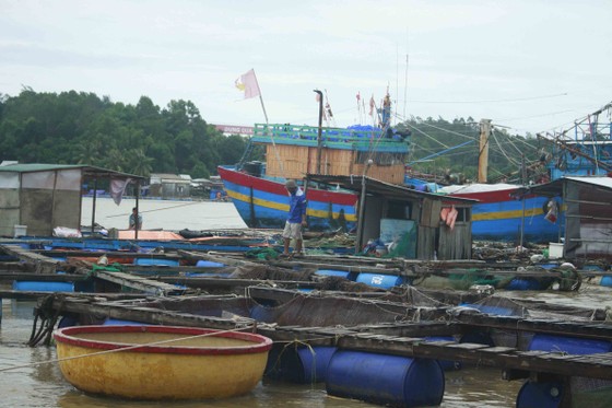 Lũ bùn đổ về, cá chẽm nuôi sông Trà Bồng chết hàng loạt ảnh 3