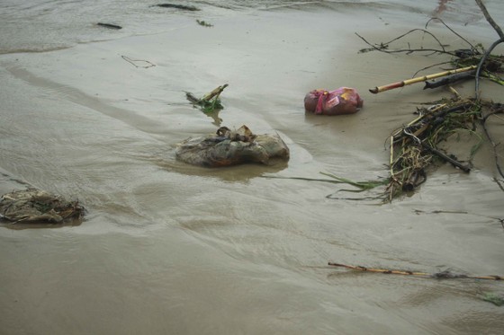 Củi, rác thải phủ khắp hạ lưu sông Trà Bồng sau bão số 5 ảnh 4