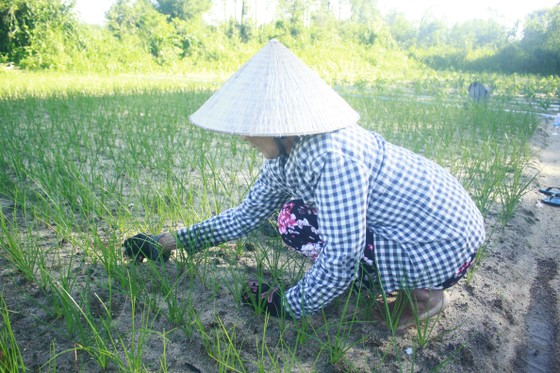 Quảng Ngãi: Người dân lo lắng vì kiệu bị cháy đầu lá, lá mốc ảnh 2