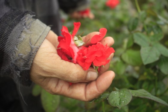 Mê mẩn hoa hồng rộ nở ở làng hoa Nghĩa Hiệp ảnh 15