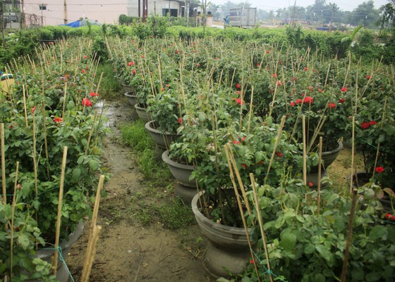 Mê mẩn hoa hồng rộ nở ở làng hoa Nghĩa Hiệp ảnh 9