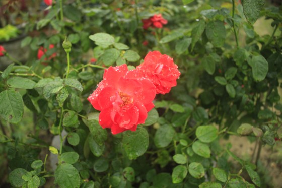 Mê mẩn hoa hồng rộ nở ở làng hoa Nghĩa Hiệp ảnh 6