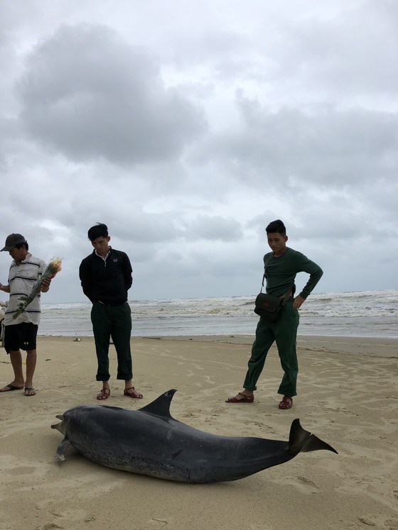 Phát hiện cá heo nặng 60kg trôi dạt vào bờ biển Quảng Ngãi ảnh 3