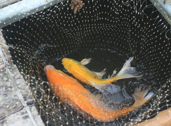 Độc đáo nuôi cá Koi Nhật trong lồng bè trên sông Trà Khúc ảnh 3