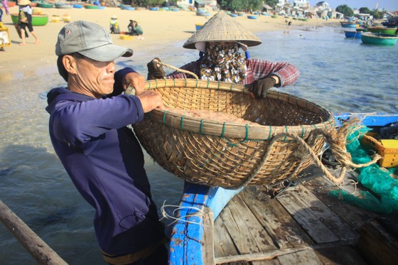 Ngư dân Quảng Ngãi trúng đậm mùa ruốc biển  ảnh 1