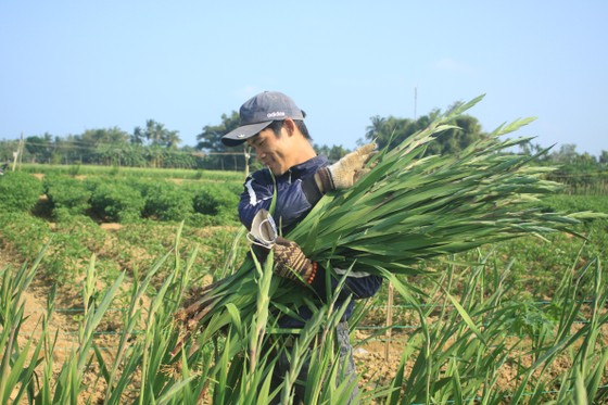 Hoa nở sớm, người dân Quảng Ngãi ngậm ngùi bán lỗ ảnh 7