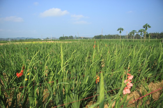 Hoa nở sớm, người dân Quảng Ngãi ngậm ngùi bán lỗ ảnh 1
