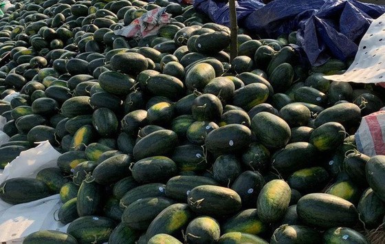 Thanh niên Quảng Ngãi 'giải cứu' dưa hấu ảnh 1