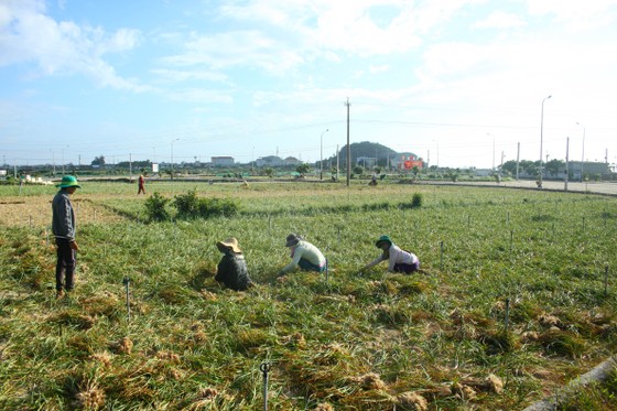 Mùa thu hoạch tỏi trên đảo Lý Sơn ảnh 12