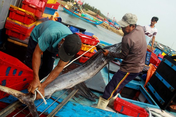 Trúng cá 'khủng' nhưng giá rẻ bèo, ngư dân Quảng Ngãi chịu lỗ  ảnh 7